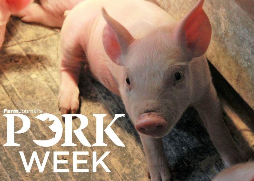 Male Piglets Less Resilient to Stress When Moms Get Sick During